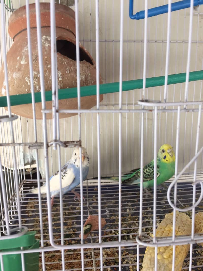 Green and white australian budgies breeding pair with cage and matki 1