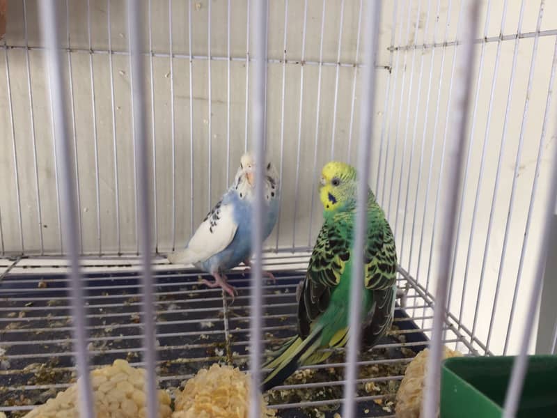 Green and white australian budgies breeding pair with cage and matki 2