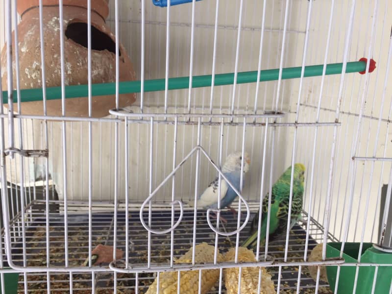 Green and white australian budgies breeding pair with cage and matki 3