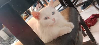 Blue eyes self groomer Female Cat