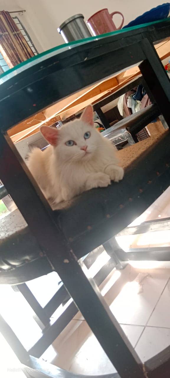 Blue eyes self groomer Female Cat 2