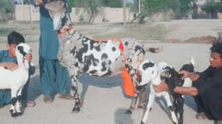 desi Bakri For Sale/03492022936/