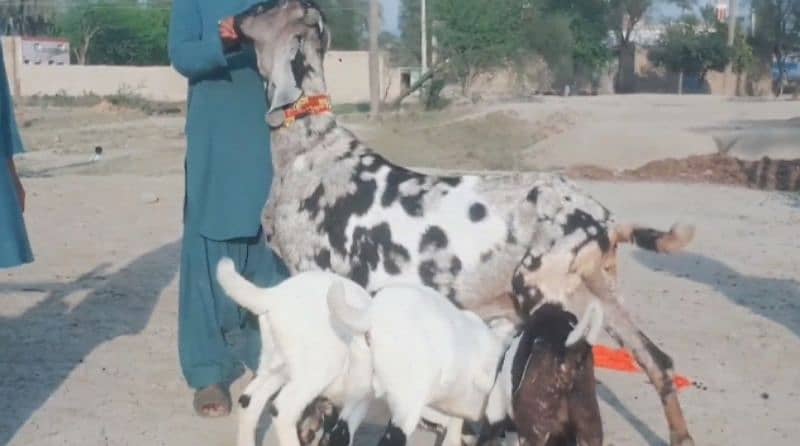 desi Bakri For Sale/03492022936/ 1