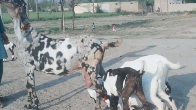 desi Bakri For Sale/03492022936/ 2