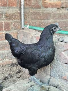 ayam cemani egg lying hen