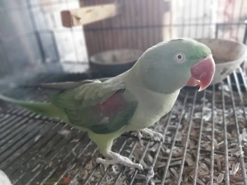 Raw Female Breeder parrot 1