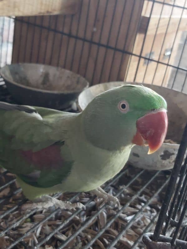 Raw Female Breeder parrot 2