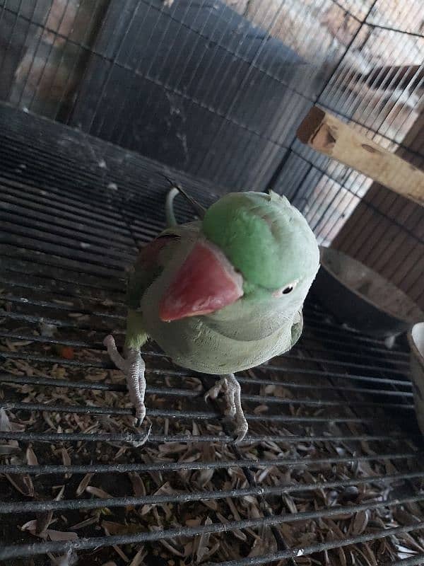 Raw Female Breeder parrot 3