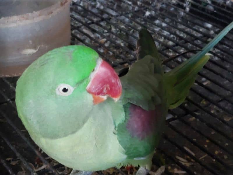 Raw Female Breeder parrot 4