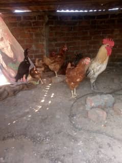 5 female 1 male hen