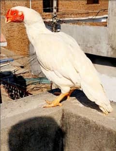 high quality old blood line amroha Mianwali lasani breeder aseel Madi