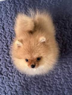 Pomeranian