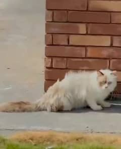 Blue eyes female cat