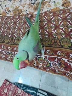 kashmiri raw parrot. jambo size