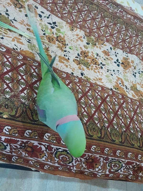 kashmiri raw parrot. jambo size 2