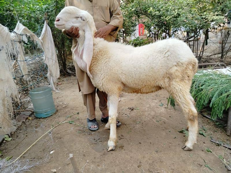 Sheep-Chatra-kajla female 1