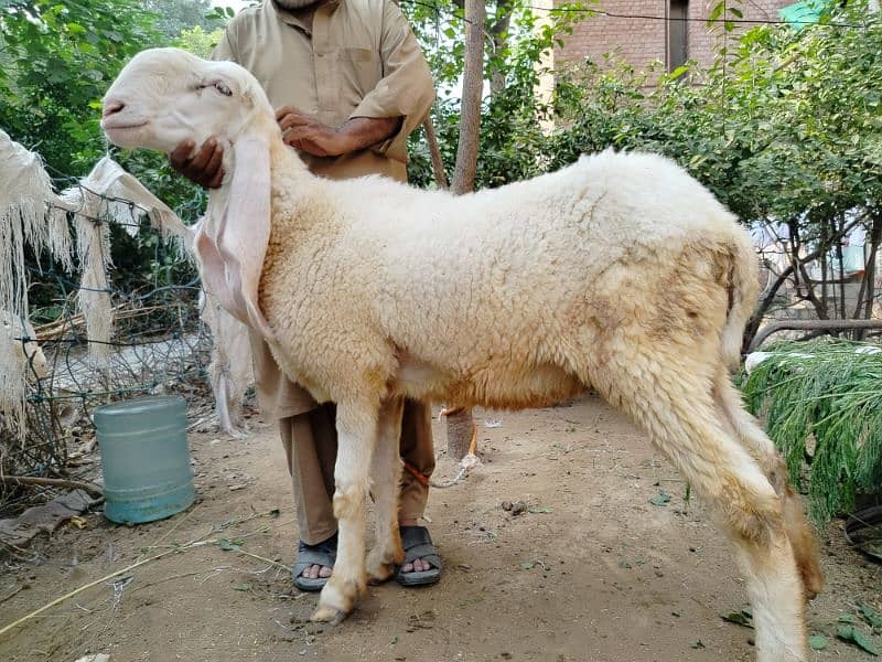 Sheep-Chatra-kajla female 3