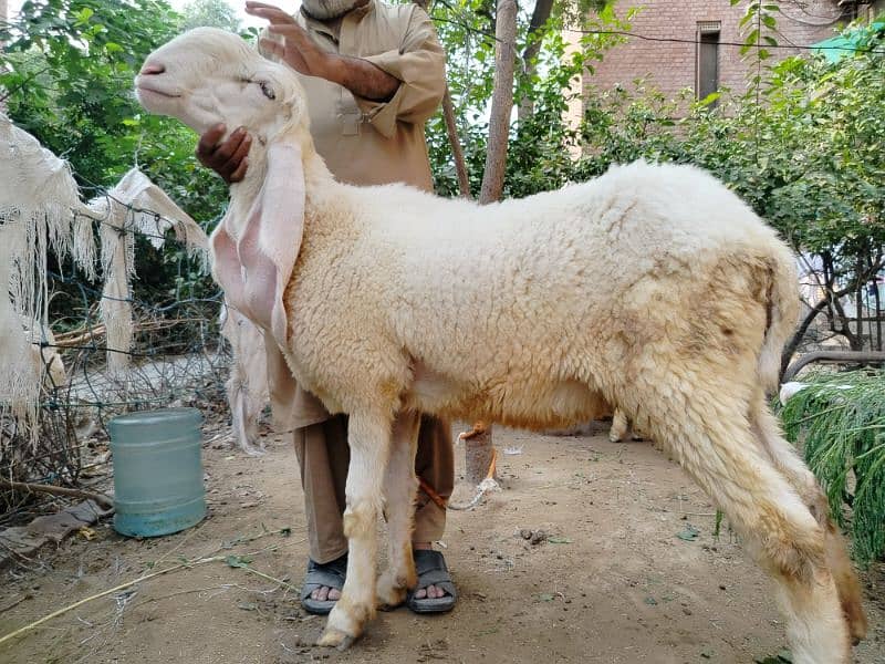 Sheep-Chatra-kajla female 4