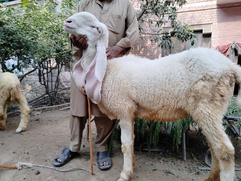 Sheep-Chatra-kajla female 7