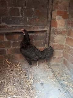 egg laying Aseel Female For Han