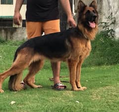 German shepherd female availble Helth and matte age 3yera