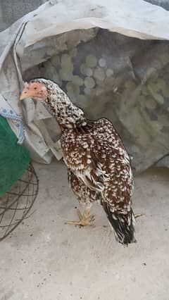 aseel top quality hen available