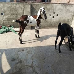 2 goats for sale