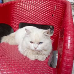 beautiful Persian cat for sale 0