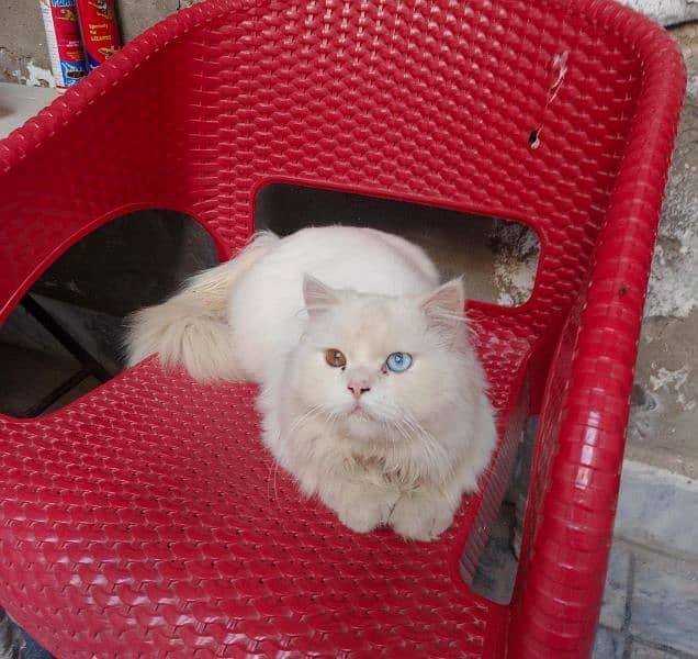 beautiful Persian cat for sale 1