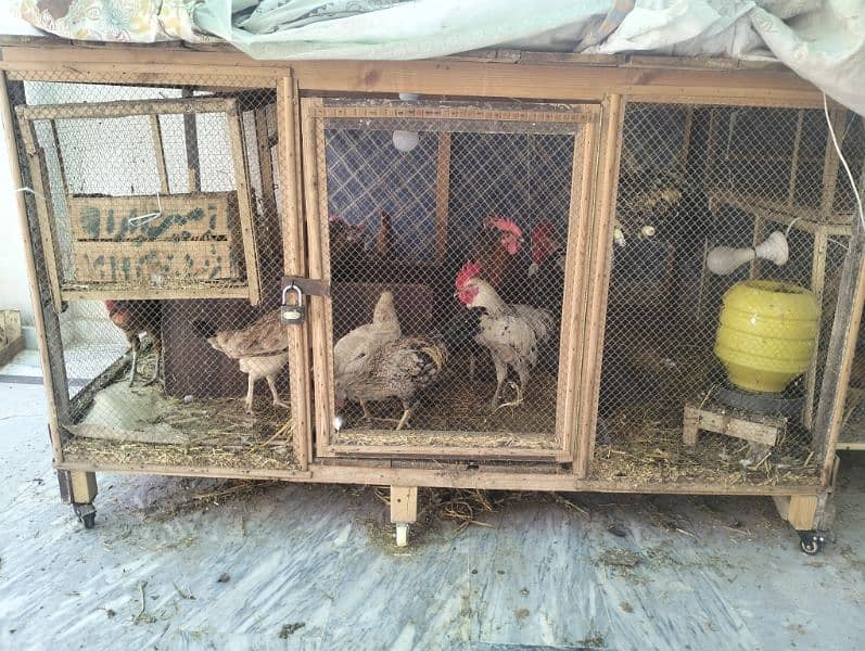 Hen cage 1