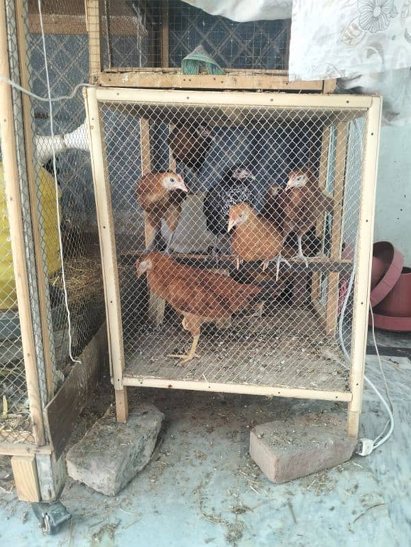 Hen cage 2