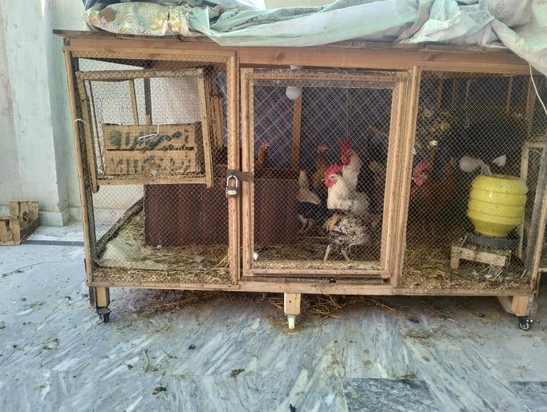 Hen cage 6