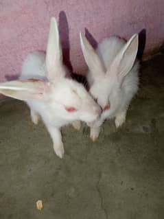 my rabbits