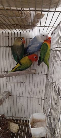 love bird for sale