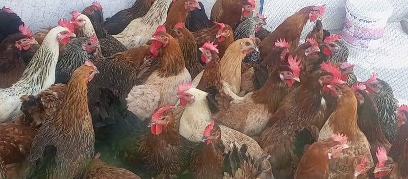 egg laying hens 2