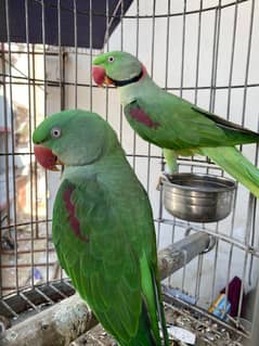 green parrot