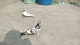 pigeons 0