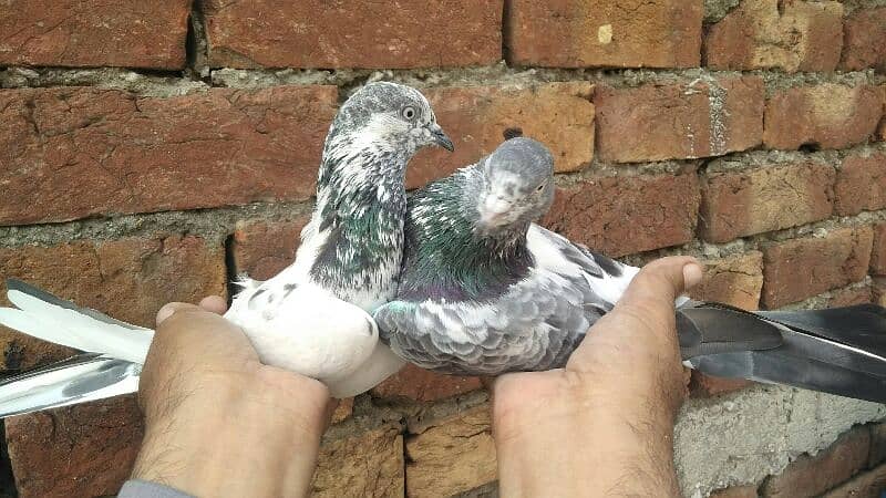 pigeons 2