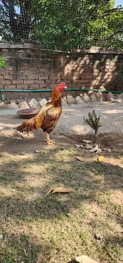 Aseel Mianwali for sale, Aseel Hen 0