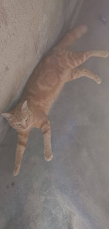 cute cat for sell no information 2