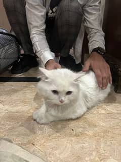 Persian cat double coated for sale