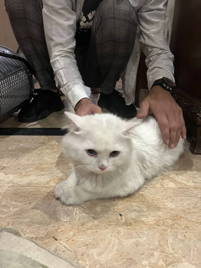 Persian cat double coated for sale 0