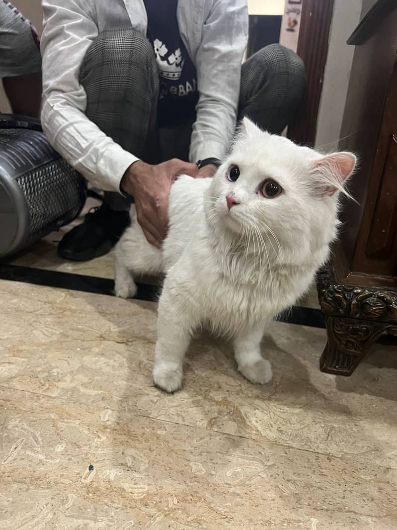 Persian cat double coated for sale 1