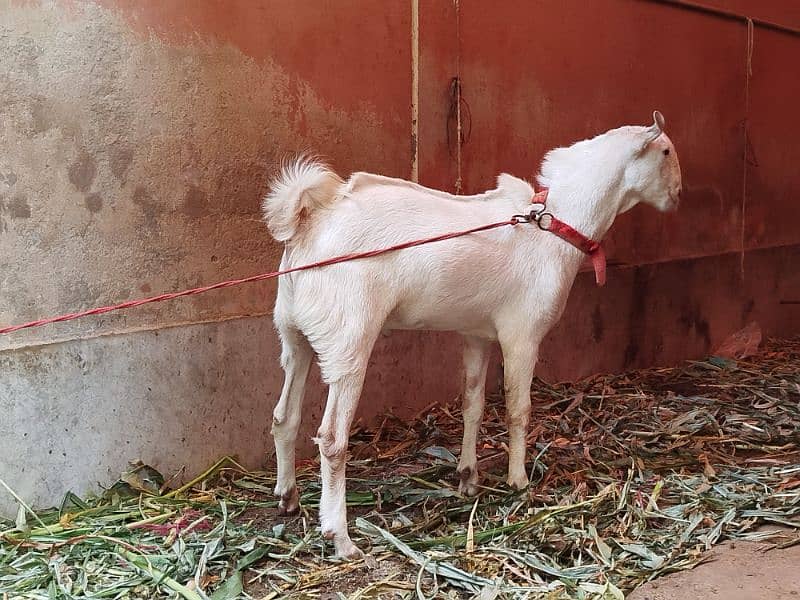 teddy Goat / Bakra / teddy /white teddi bakra / بکری  / goat 0