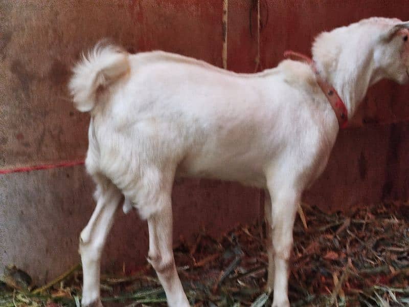 teddy Goat / Bakra / teddy /white teddi bakra / بکری  / goat 1