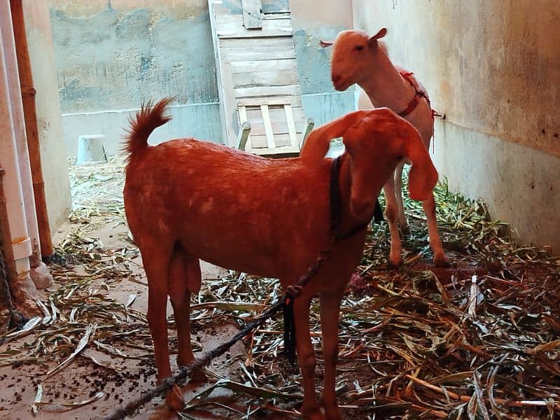 teddy Goat / Bakra / teddy /white teddi bakra / بکری  / goat 2