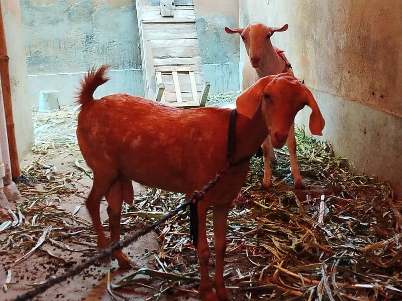 teddy Goat / Bakra / teddy /white teddi bakra / بکری  / goat 3