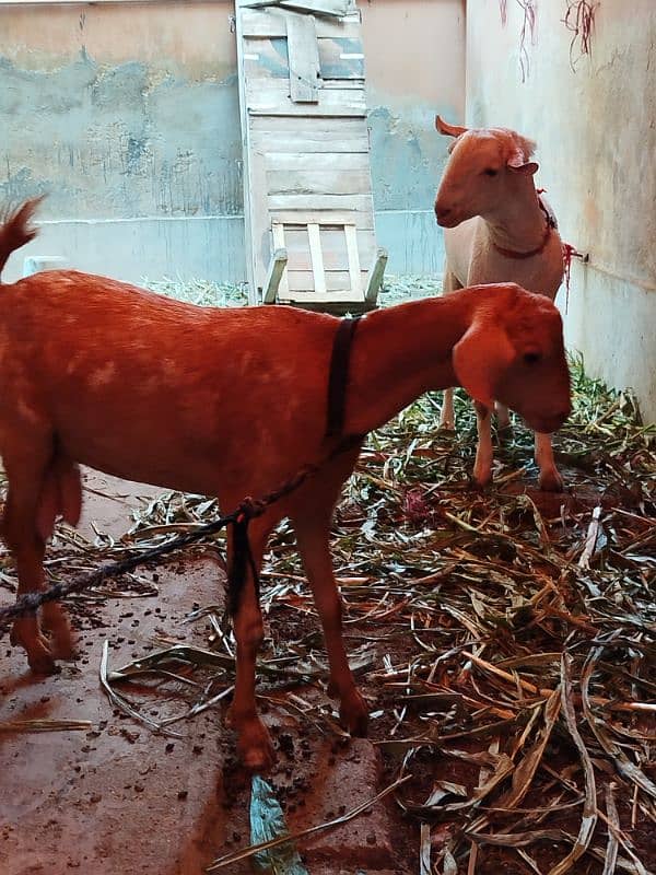 teddy Goat / Bakra / teddy /white teddi bakra / بکری  / goat 6