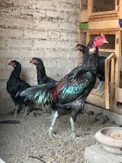 thai pakoya breeder pair