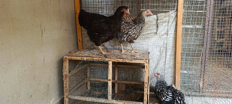 Fancy hens 5